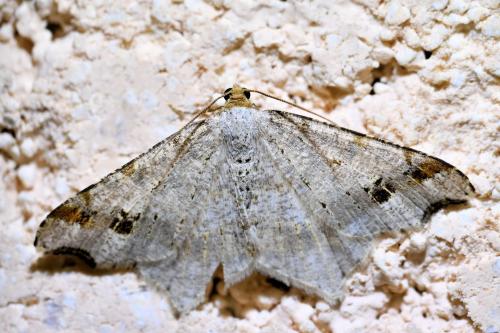 Réf. 340 019 : Macaria alternata